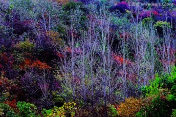 巩义长寿山红叶 高清无噪