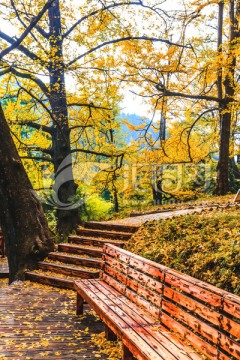 贵州妥乐银杏村景区