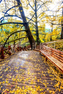 贵州妥乐银杏村景区