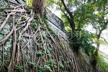 根深叶茂 老树根