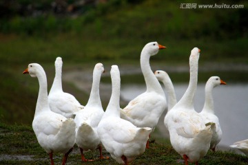 大鹅 鹅 TIF格式 养殖