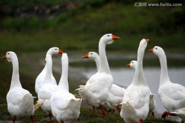 大鹅 鹅