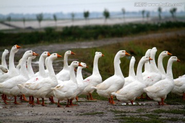 大鹅 鹅