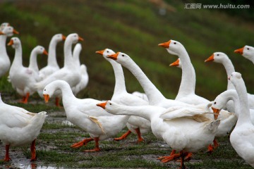 大鹅 鹅