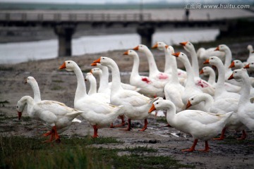 大鹅 鹅 TIF格式