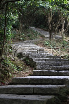 树林 石板路