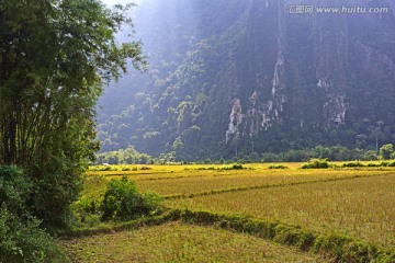 田野