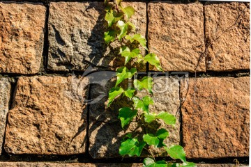 藤蔓植物 绿色 植物 条石墙壁