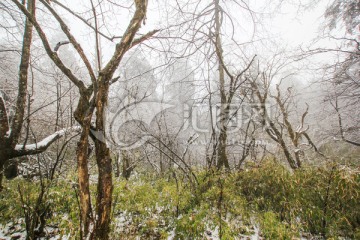 雪景