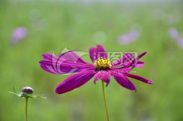 花特写