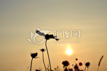 夕阳下的花朵