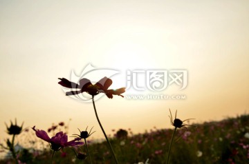 夕陽下的花朵