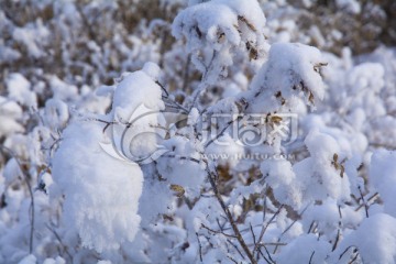 凌霜傲雪