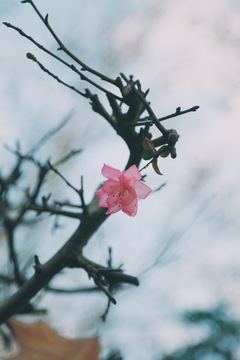 海棠花开