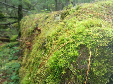 枯树苔藓