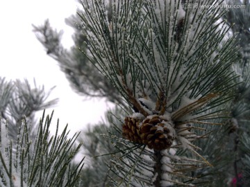 雪后的松树枝