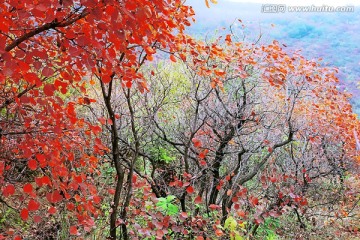 巩义长寿山红叶 高清无噪