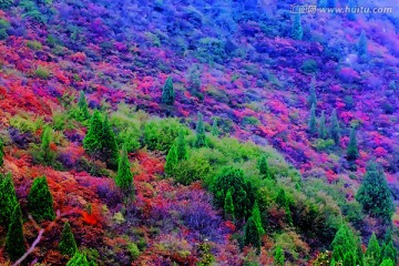 巩义长寿山红叶 高清无噪