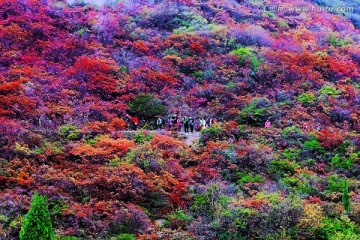 巩义长寿山红叶 高清无噪