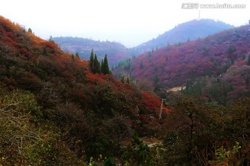 巩义长寿山红叶 高清无噪