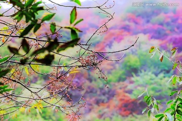 巩义长寿山红叶 高清无噪