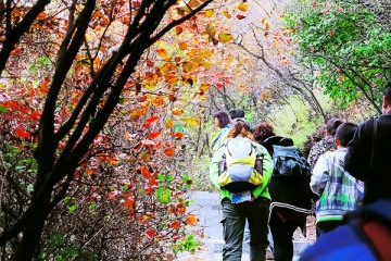 巩义长寿山红叶 高清无噪