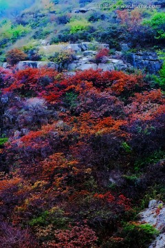 巩义长寿山红叶 高清无噪