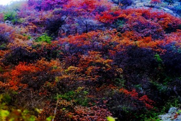 巩义长寿山红叶 高清无噪