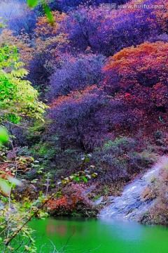 巩义长寿山红叶 高清无噪