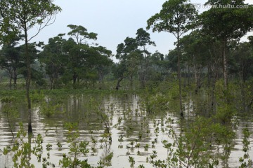 红树林