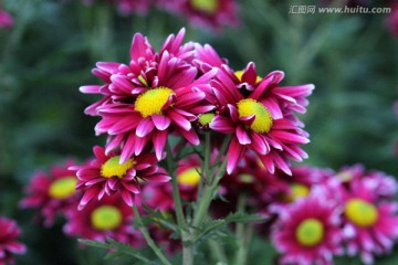 秋菊 菊花 花卉