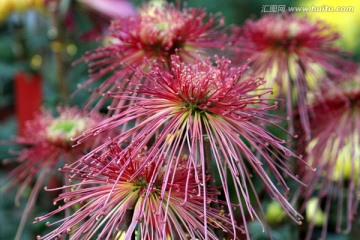 秋菊 菊花 花卉