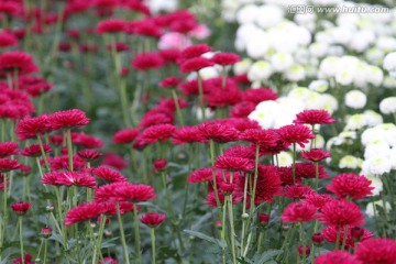 秋菊 菊花 花卉 TIF格式