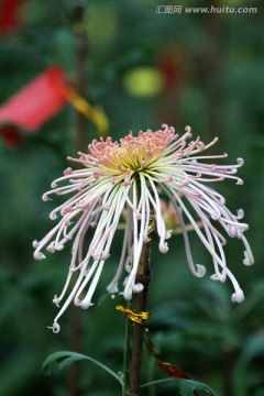 秋菊 菊花 花卉 TIF格式