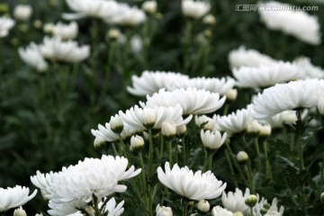 秋菊 菊花 花卉