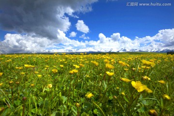 高山野花