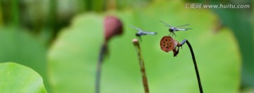 蜻蜓戏水