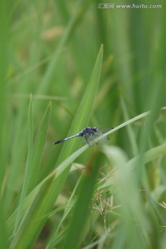 蜻蜓戏水