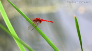 蜻蜓戏水