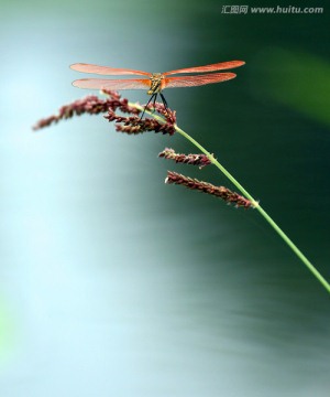 蜻蜓戏水