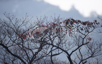 枯树 树枝