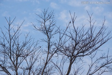 树枝 天空