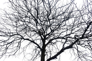 冬天的大树