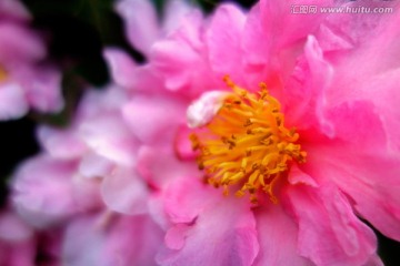 茶梅 粉色山茶花 花蕊