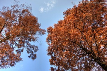 秋天的水杉树 红叶