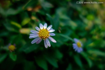 狗娃花 白色 野菊花