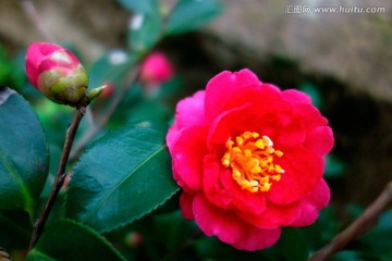 茶花 山茶花 玫红色