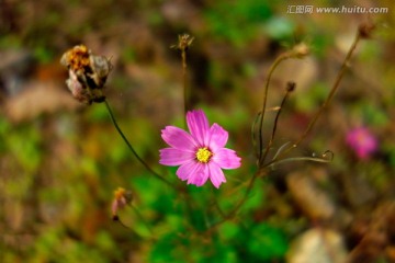 波斯菊 格桑花 花卉图片