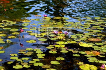 莲池 红莲花