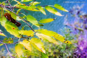 唯美树叶 高清无噪